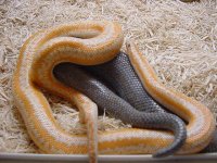 Rosy breeding 1.JPG