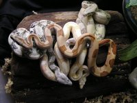 hypoalbinoaneryghostindoors 030.jpg