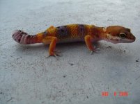 dsc00355.jpg