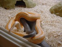 Rosy breeding 3.JPG