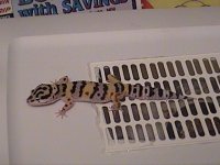 tigerstripe.jpg
