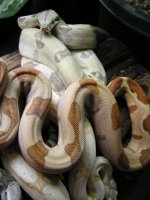 hypoalbinoaneryghostindoors 033.jpg