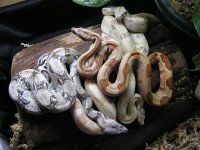 hypoalbinoaneryghostindoors 035.jpg