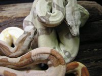hypoalbinoaneryghostindoors 038.jpg