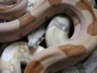 hypoalbinoaneryghostindoors 045.jpg