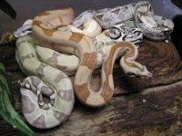 hypoalbinoaneryghostindoors 047.jpg