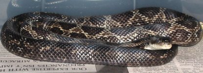 onyx051604.jpg