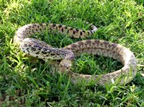 Hisser 1.jpg