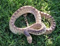 Hisser 2.jpg