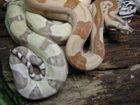 hypoalbinoaneryghostindoors 055.jpg
