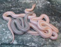 2005 baby albinos and het 1.jpg