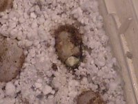 veiledhatch4.jpg