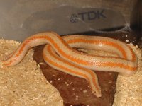 Albino Whitewater male 800w.jpg