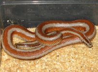 Bagdad Male 800w.jpg