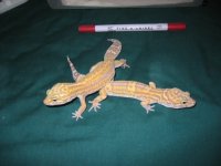 img_0449.jpg