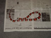 female variable kingsnake.jpg
