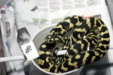 jungle96male04.jpg