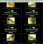 chameleondepot.jpg