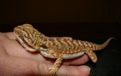 baby Beardie 002 sm.jpg