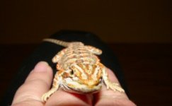 baby Beardie 005 sm.jpg