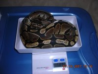 Baby BPs0169.JPG