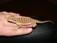 baby Beardie 007 sm.jpg
