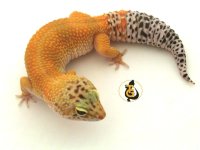 Hypo tangerine leo.jpg