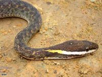 art_vietnam_snake_ap.jpg