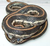 Thamnophis_sirtalis_annectens.jpg