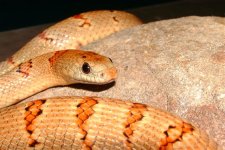 Close up of Noblack.JPG