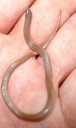 Tantilla_gracilis.jpg