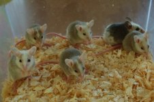 a african rat 018 (700 x 465).jpg