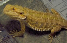 Jillydragons 001.jpg