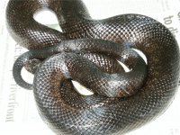 P.canaM1.JPG