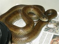 P.canaM2.JPG