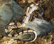 2003 Male Ball Python (Medium)[1].JPG