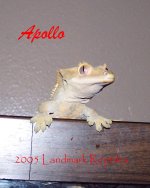 crested1.jpg