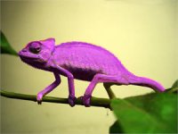 lavender.jpg