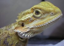 Pebble's Beautiful Face Resized.JPG