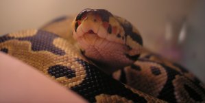Coil to Chin Resized.JPG