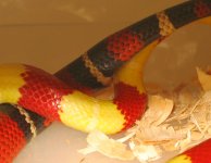 20060421nelbreeding0003.JPG