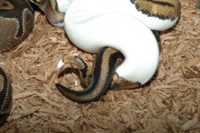 1 A pied breeding 2 (640 x 426).jpg