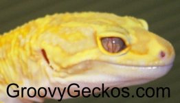 Purpleeye1.jpg