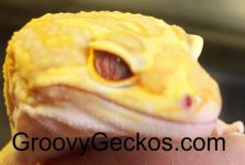 Purpleeye2 (Medium).jpg