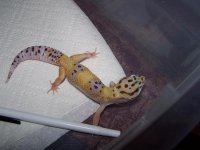 geckobaby1.JPG