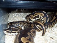 100_2433.JPG