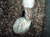 DSCF0340.JPG