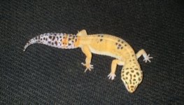 gecko1.jpg