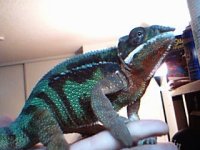 Sambava (male,2).jpg