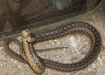 snake.jpg